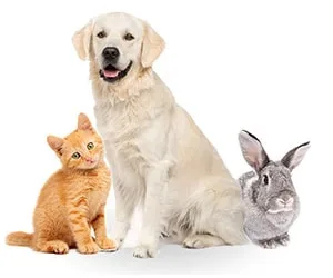 Pets