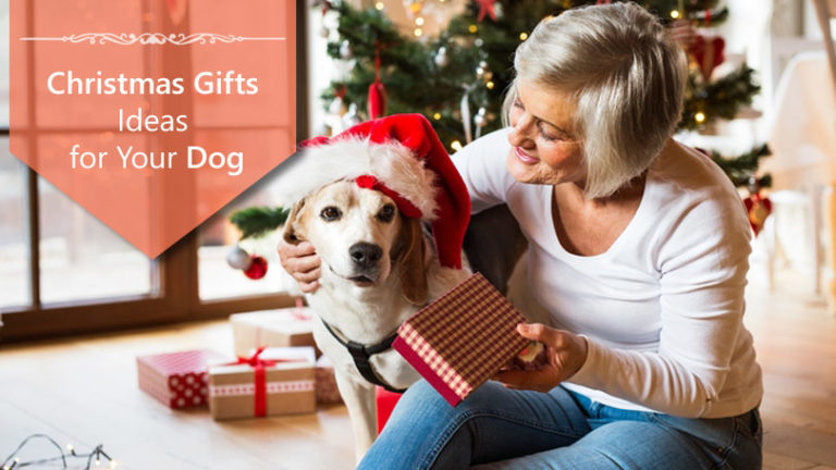 Christmas Gifts Ideas for Your Dog - MyHomeAppliances